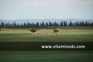 الحقول الخضراء بضواحي  بن سكران