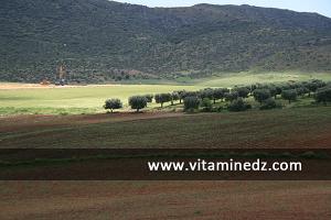 حقول الأشجار بضواحي  بن سكران