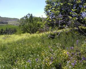 حقول ربيعية بالقرب من مدينة  برج بوعريريج