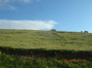 رعي الأبقار بضواحي  برج بوعريريج