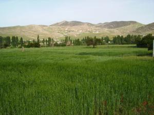 حقول الحبوب بضواحي بلدية  غيلاسة