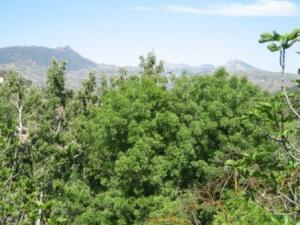 الغابات الخضراء لبلدية 