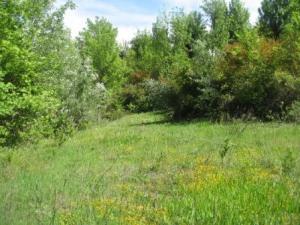 الحقول الخضراء بالمروج