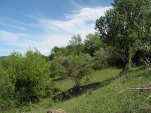 أشجار مخضرة في 