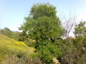 أشجار بلدية 