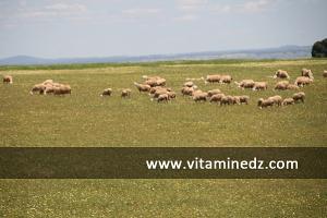 تربية الغنم بضواحي 