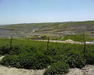 حقول ربيعية ببرج بوعريريج