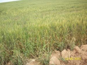 مزرعة تجريبية ببلدية  بير قصدالي