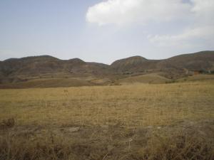 موسم الحصاد بضواحي  برج بوعريريج