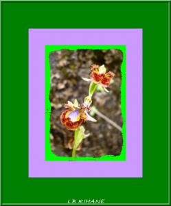 'Ophrys miroir (Ophrys speculum)