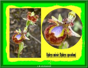 Ophrys speculum
