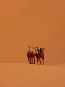 جمال من الصحراء الجزائرية