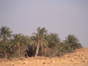 واحات ولاية  إليزي