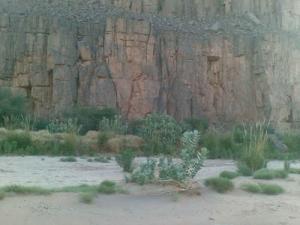 النباتات الجبلية لولاية  إليزي