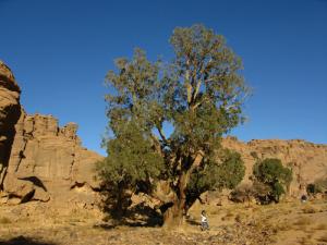 شجرة سنها ألف سنة بمنطقة  تامريت