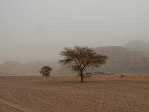 أشجار صحراوية بمنطقة  جران