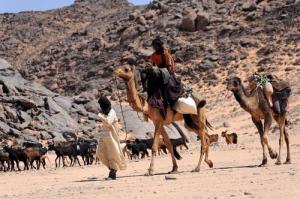 تربية الماعز بضواحي  إليزي