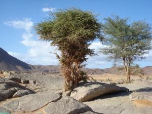 أشجار منبثقة من الصخور (ولاية إليزي)