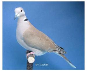 La tourterelle rieuse, une nouvelle citadine de Constantine