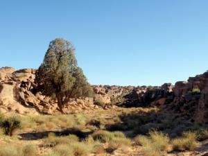 شجرة سنها ألف سنة بضواحي إليزي