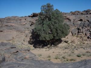 شجرة سنها ألف سنة بمنطقة  تامريت  1