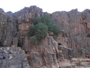 شجيرات نابتة على صخور الطاسيلي