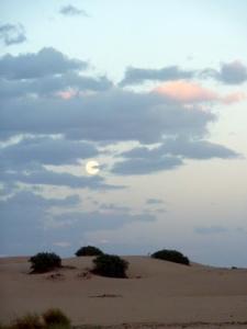 نباتات صحراوية بضواحي 