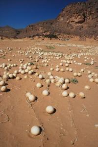 نبات اليقطين بمنطقة 