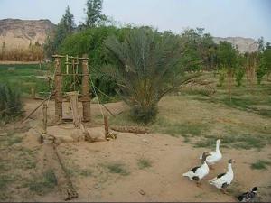 تربية الوز ببلدية  جانت  (ولاية إليزي)