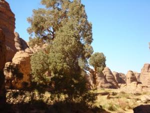 شجر  سنط  يفوق سنها ألف سنة بمنطقة  تامريت