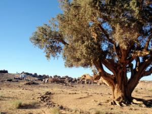 شجرة العشر قرون بمنطقة  تامريت  3