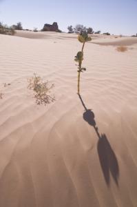 نباتات صحراوية (ولاية إليزي)