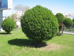 Sétif ville le 21 Avril 2012