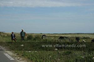 Bergers sur la route de Bouzedjar