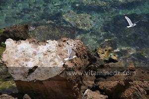 Mouettes à l\'ile Gerardi,  Plage de Sbiat, entre Bouzedjar et Sassel