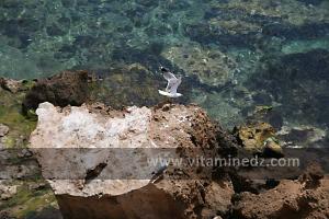 Mouettes à l\'ile Gerardi,  Plage de Sbiat, entre Bouzedjar et Sassel