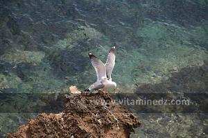 Mouettes à l\'ile Gerardi,  Plage de Sbiat, entre Bouzedjar et Sassel