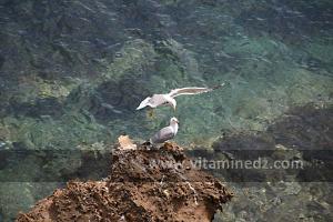 Mouettes à l\'ile Gerardi,  Plage de Sbiat, entre Bouzedjar et Sassel