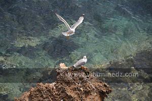 Mouettes à l\'ile Gerardi,  Plage de Sbiat, entre Bouzedjar et Sassel