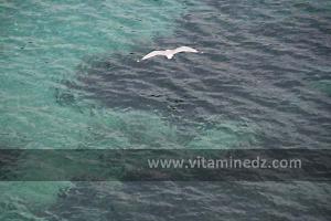 Mouette, Plage de Sbi3at, entre Bouzedjar et Sassel