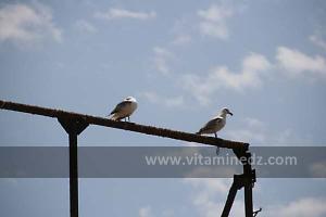 Mouettes à la Plage de Sbiat, entre Bouzedjar et Sassel