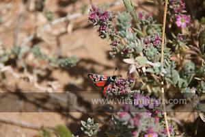 Joli papillon à la Plage de Sbiat, entre Bouzedjar et Sassel