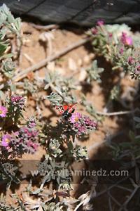 Papillon d\'une rare beauté à la Plage de Sbiat, entre Bouzedjar et Sassel