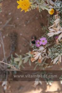 Plantes sauvages à la Plage de Sbiat, entre Bouzedjar et Sassel