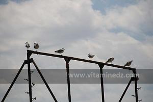 Tyroliennes à la Plage de S\'biat, intallés par un italien nommé Geraldi