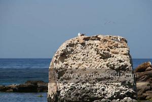 Mouette, Plage de Sbiat, entre Bouzedjar et Sassel
