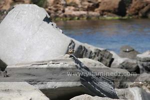 Oiseau Plage de Sbiat