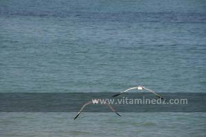 Plage de Sbiat, havre de paix pour les mouettes