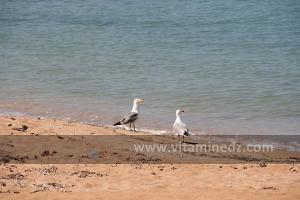 Plage de Sbiat, mouettes