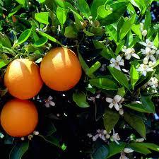 Le bigaradier, arbre en vogue dans l'environnement Constantinois